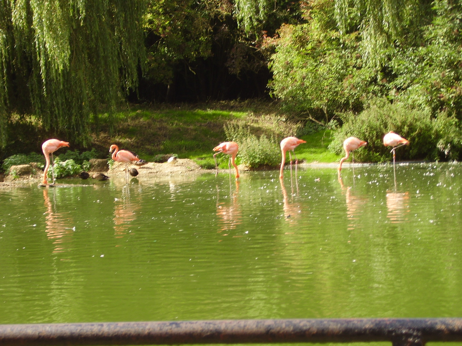 Flamingos - 2008