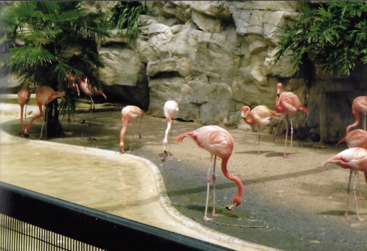 Flamingos 2010