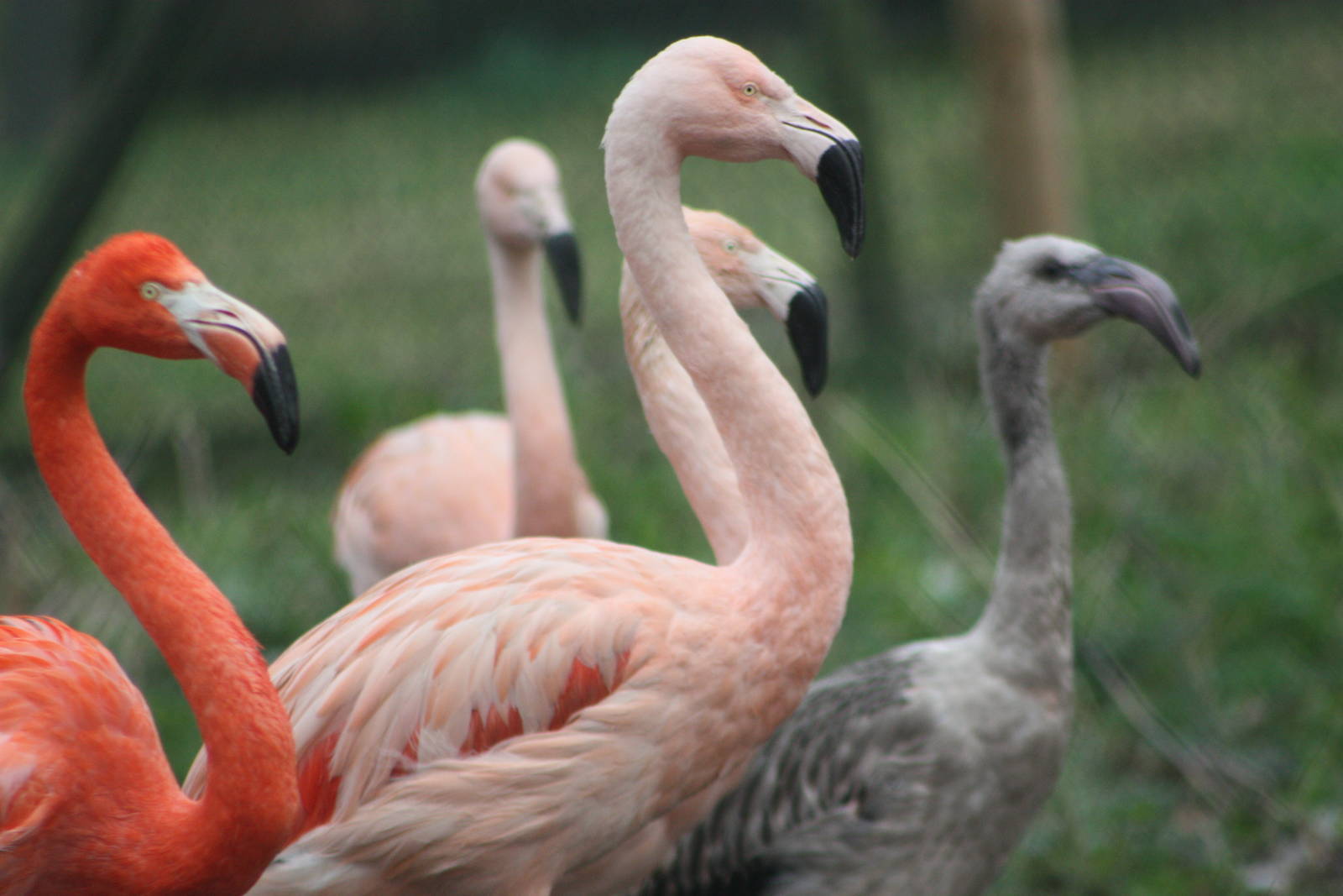 Flamingos, 22nd December 2014