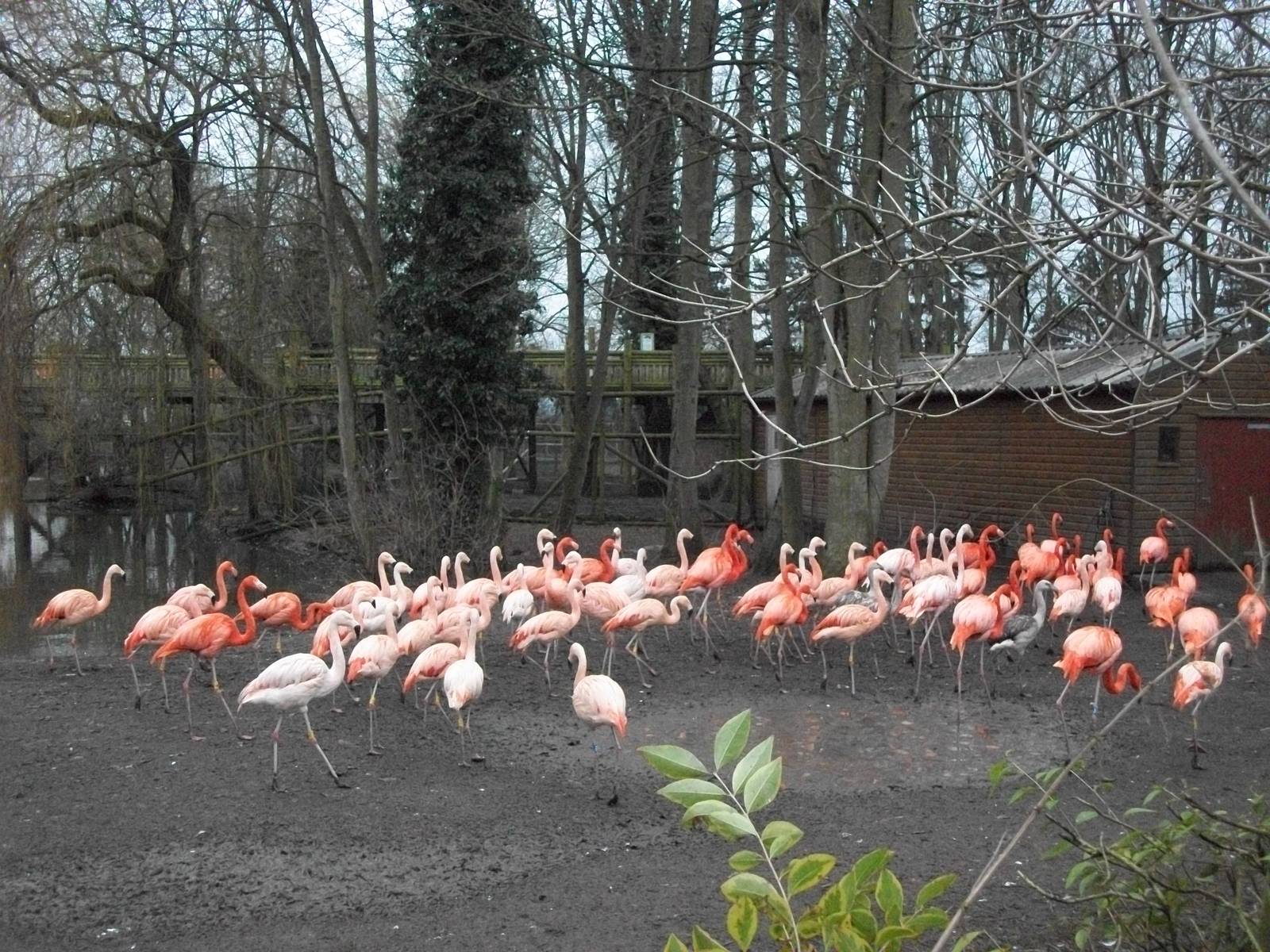 Flamingos 22nd February 2013
