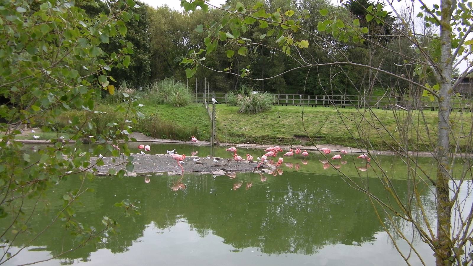 Flamingos - 26.08.2011