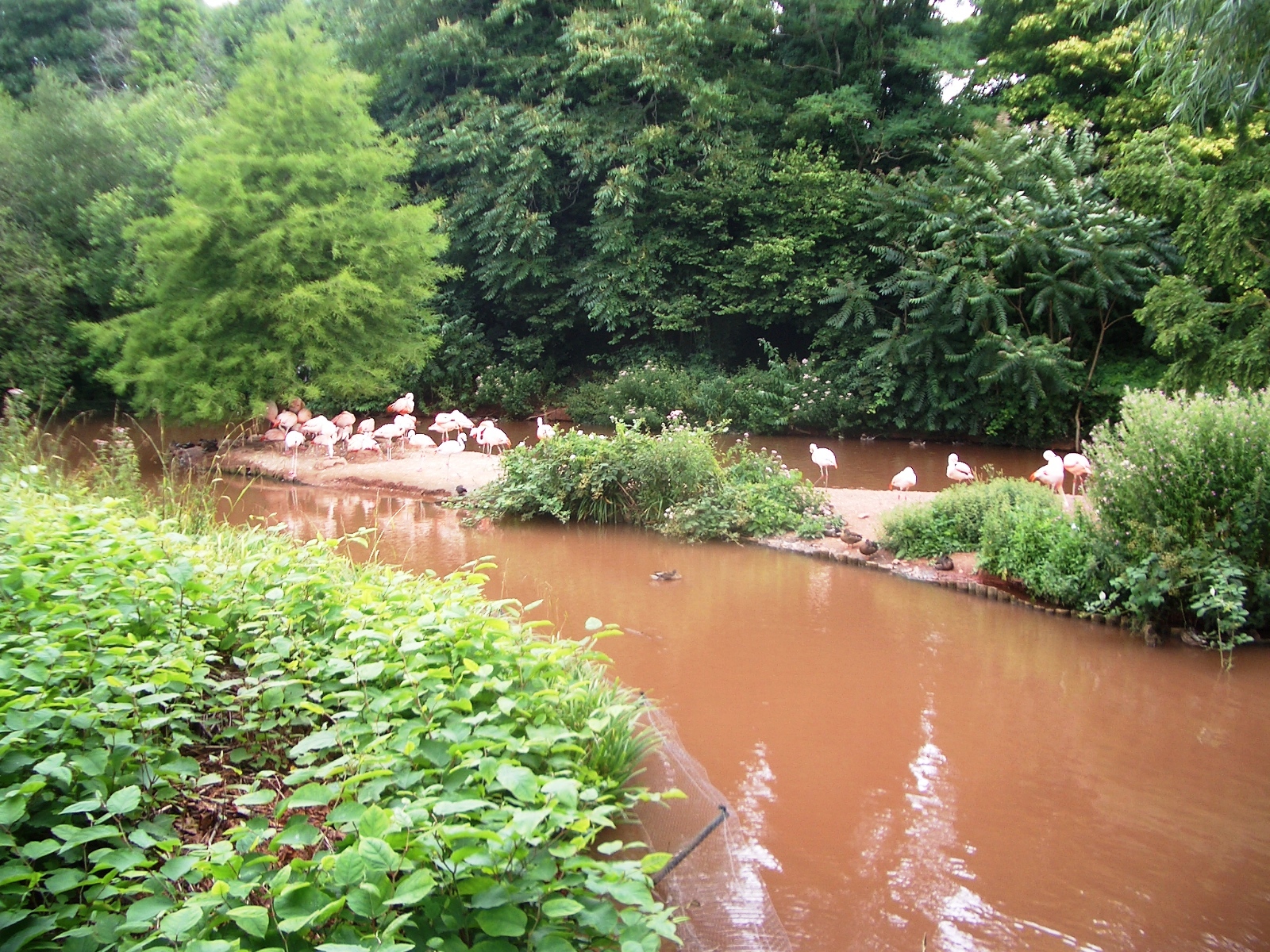 Flamingos - 27.07.2010