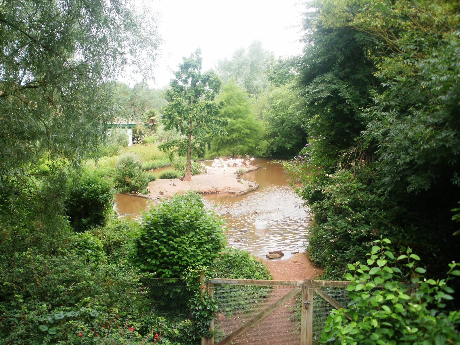 Flamingos - 27.07.2010