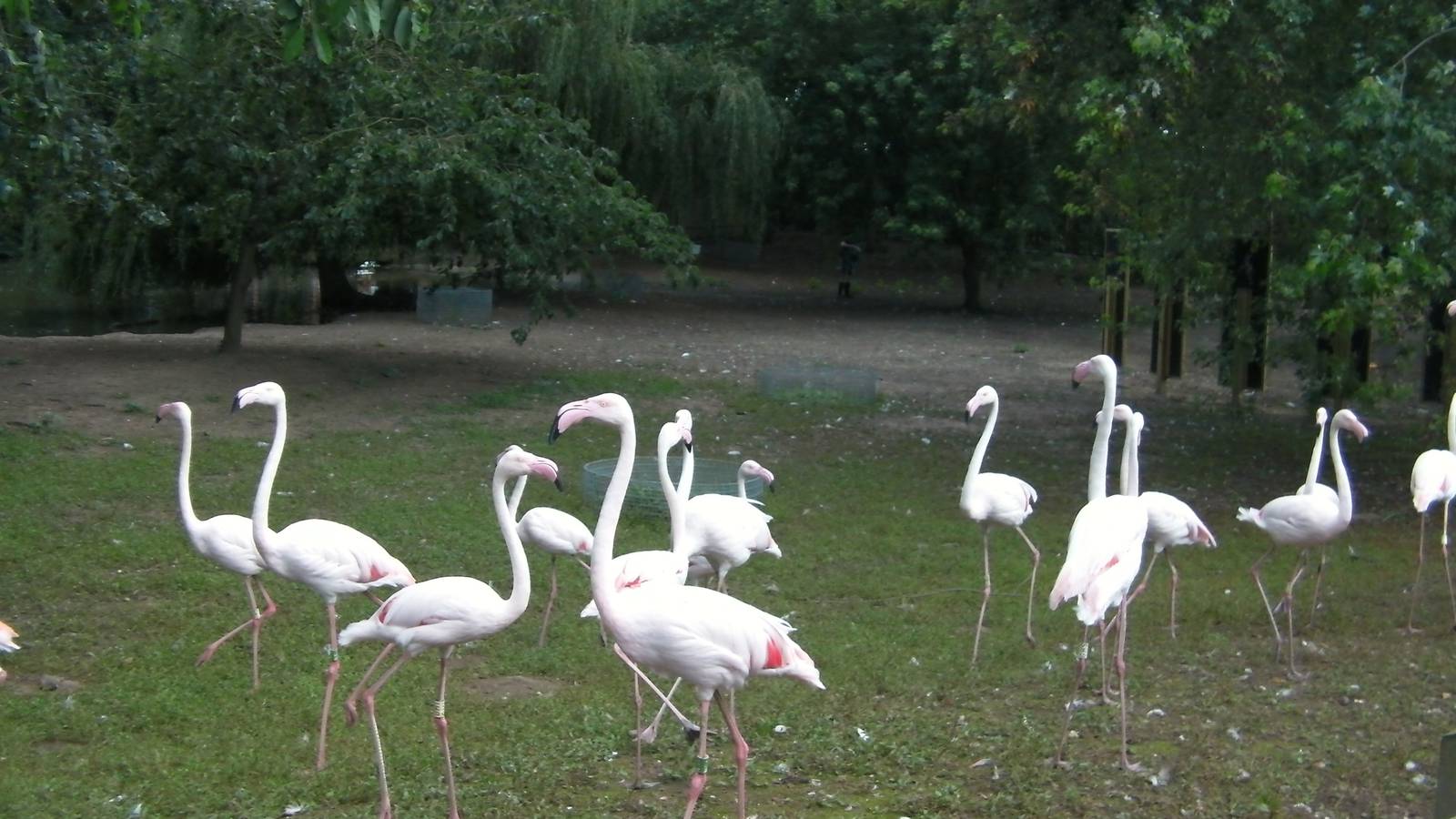 Flamingos - 27.07.2011