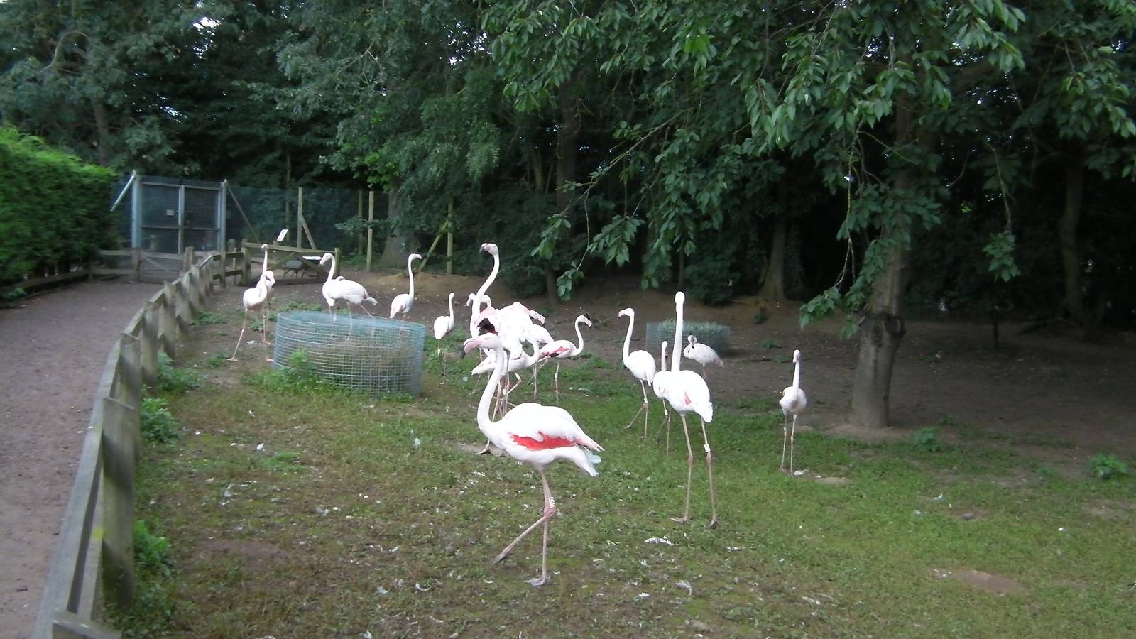 Flamingos - 27.07.2011