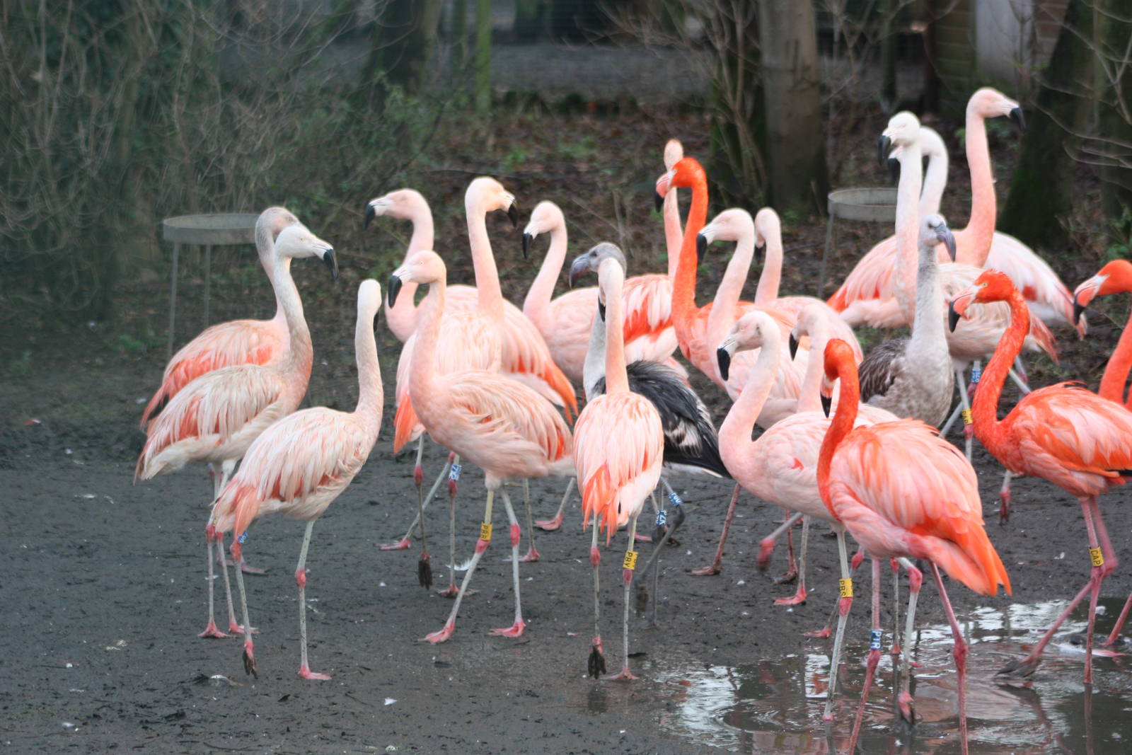 Flamingos, 27th December 2014