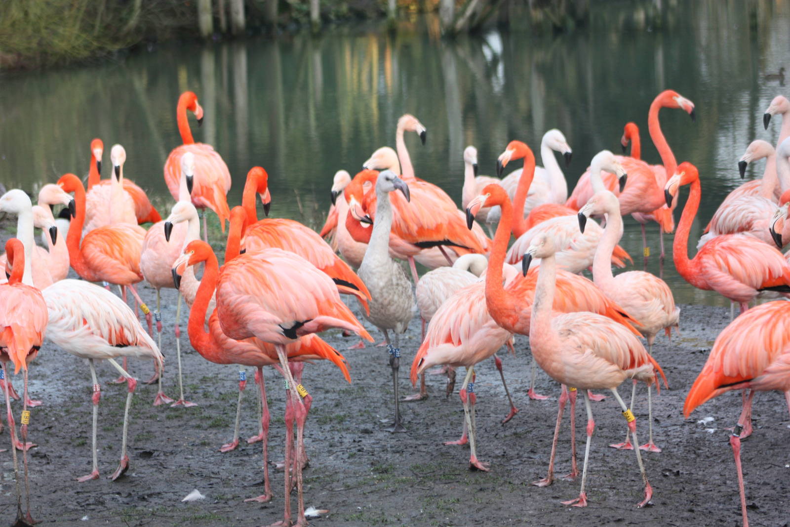 Flamingos, 27th December 2014