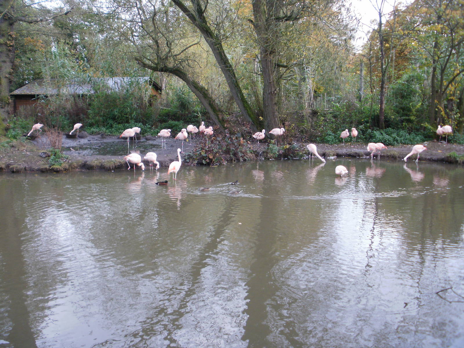 Flamingos - 28.10.2010