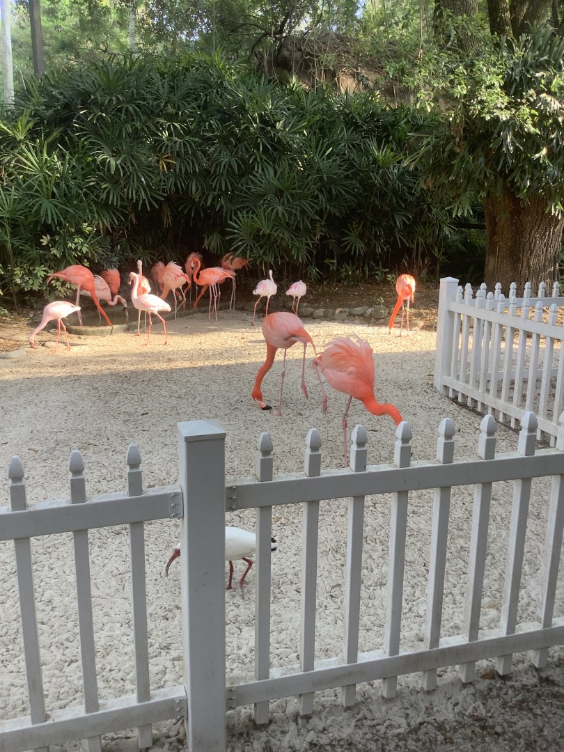Flamingos 3/21/24