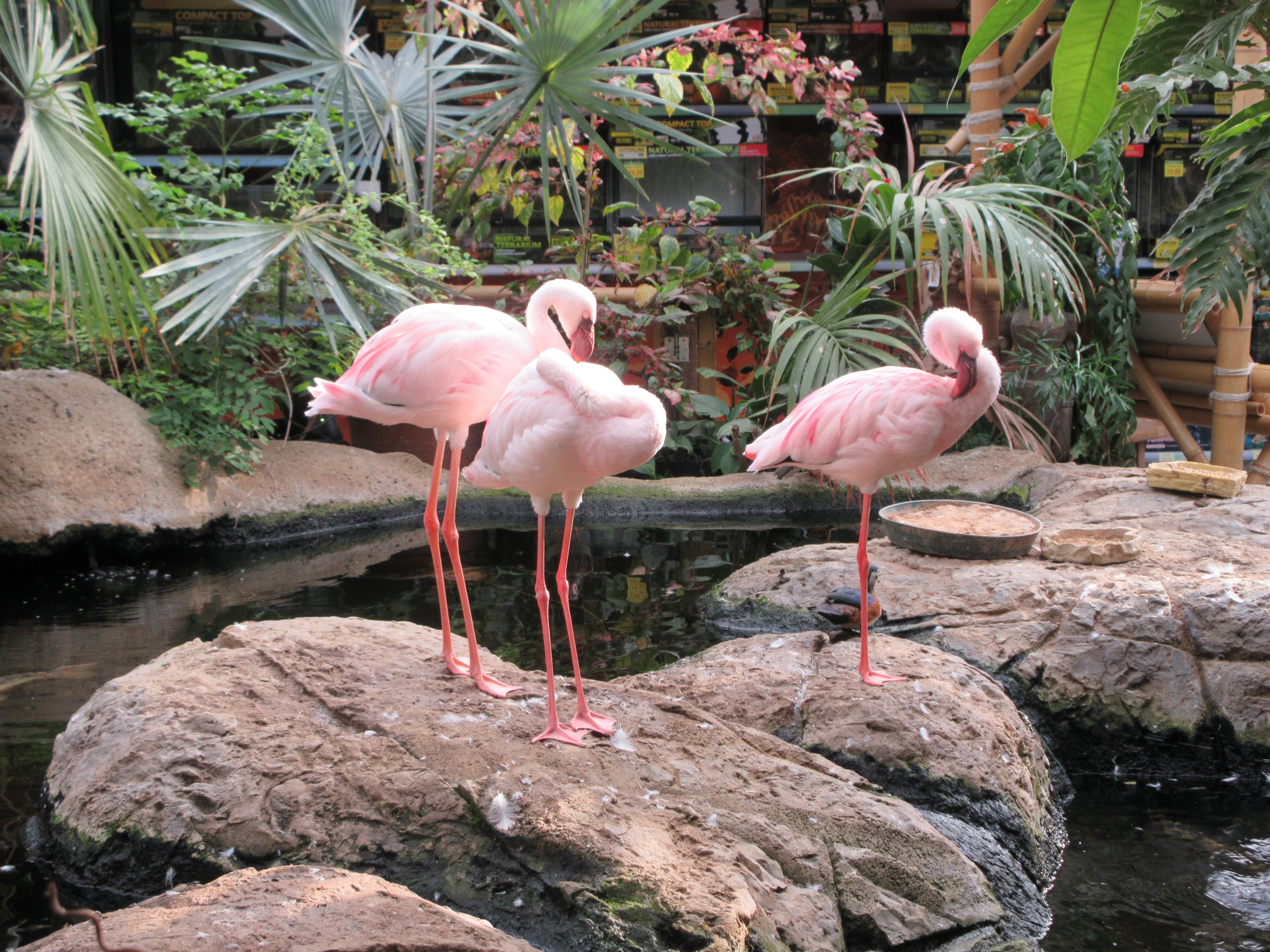 Flamingos (3 are free-roaming in pond area)