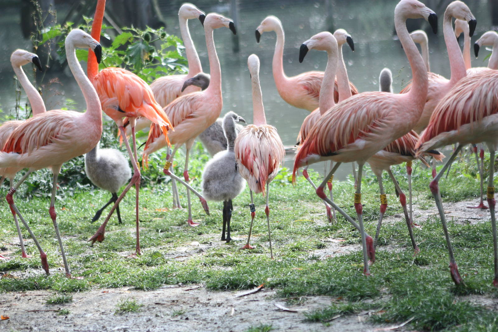 Flamingos, 30th September 2014