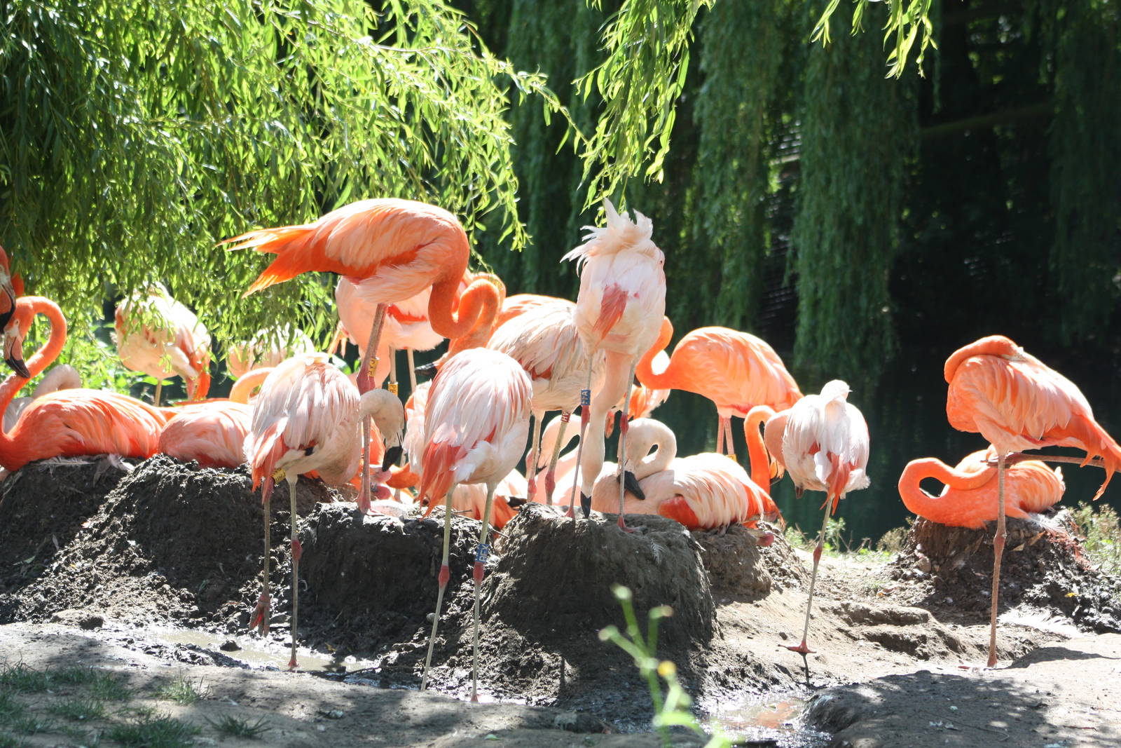 Flamingos, 4th August 2014