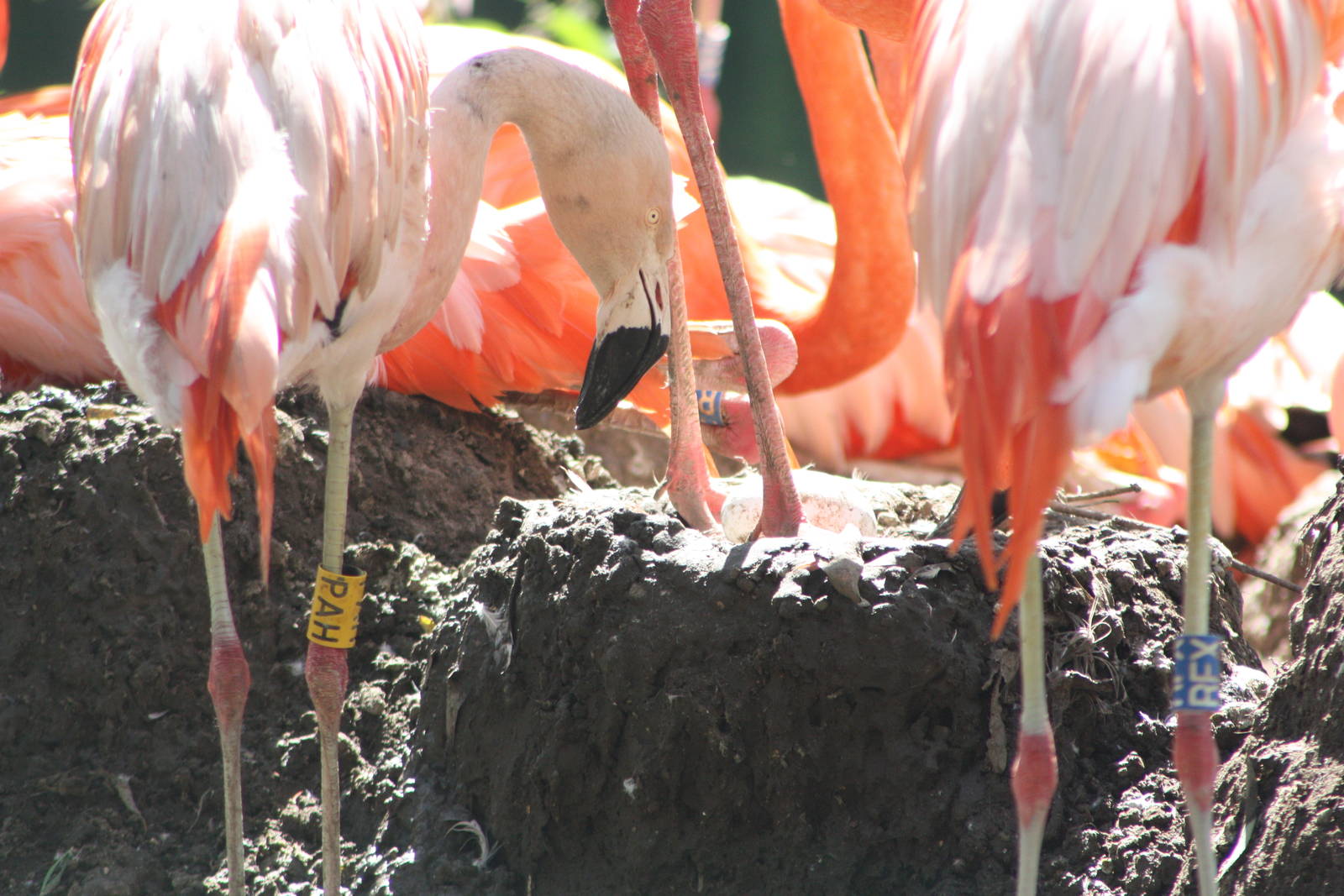 Flamingos, 4th August 2014