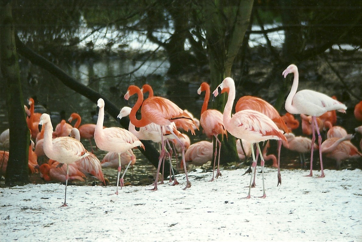 Flamingos 5th December 1998