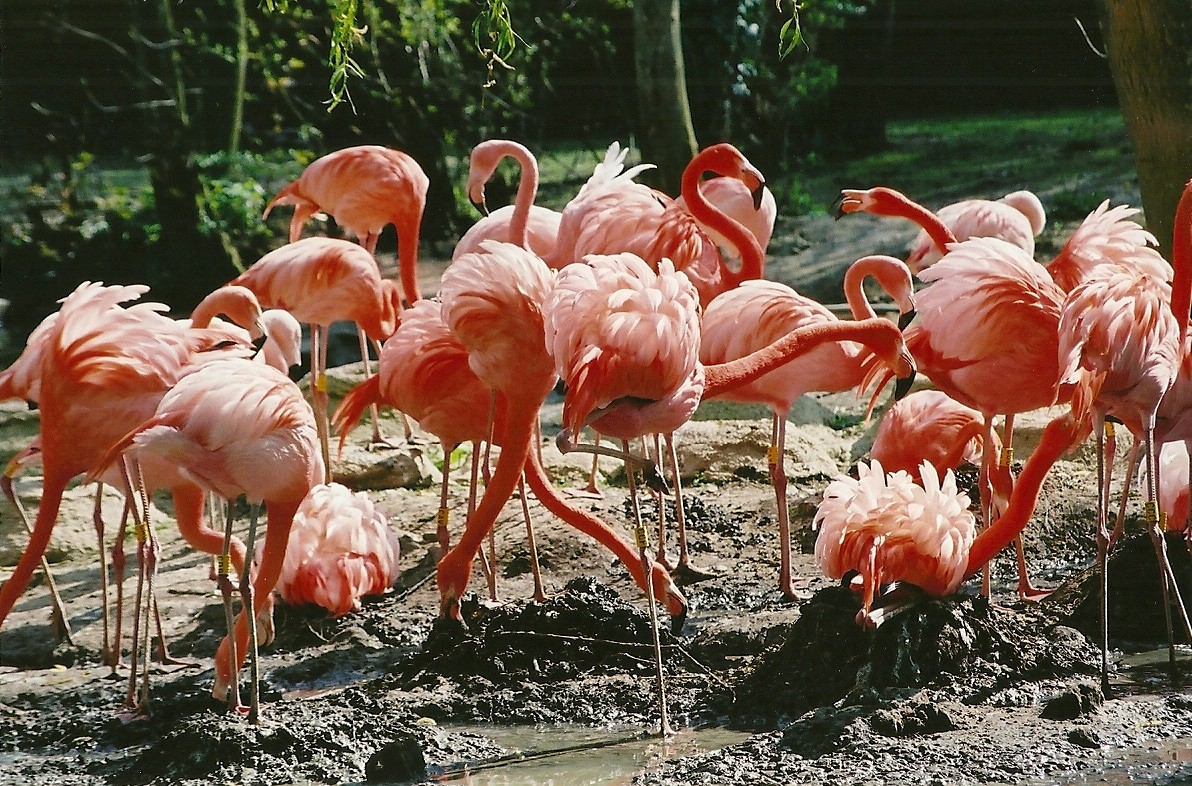 Flamingos 5th May 2006