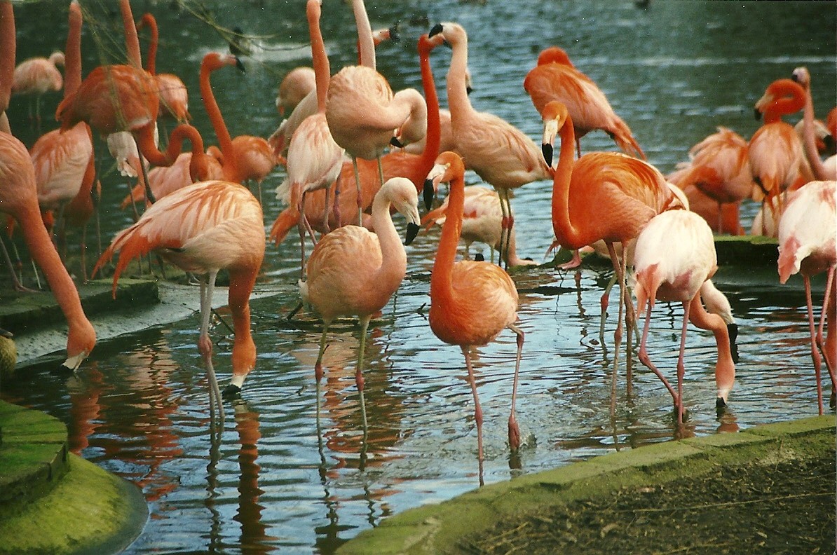 Flamingos 6th February 1999