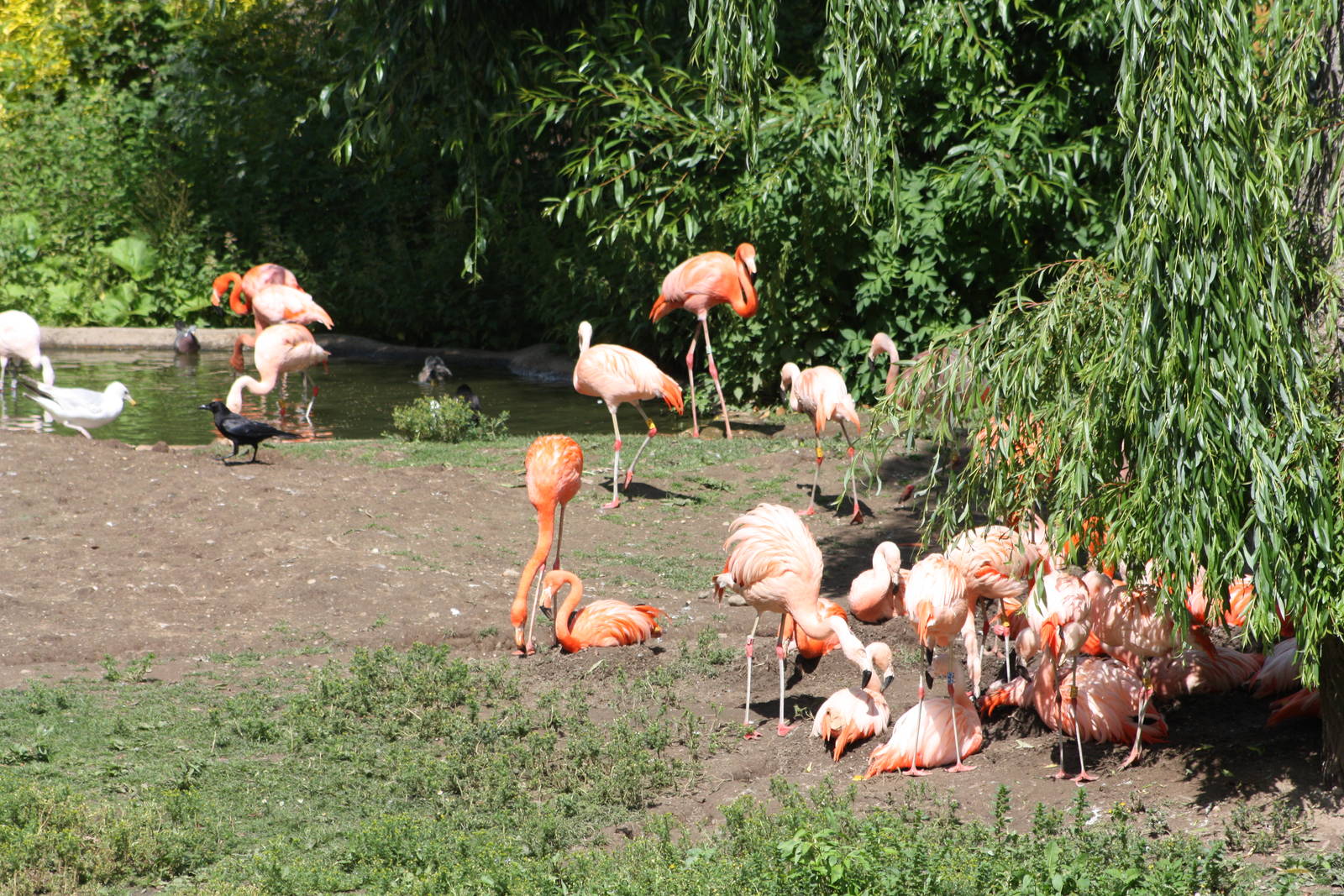 Flamingos, 7th July 2014
