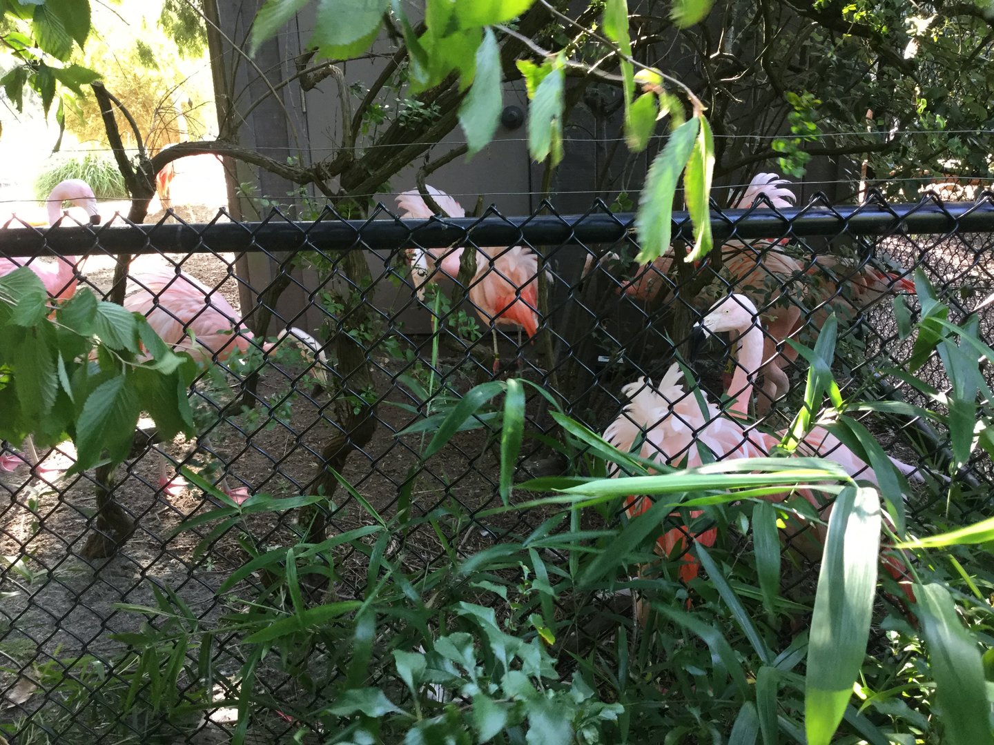 Flamingos 8/3/19