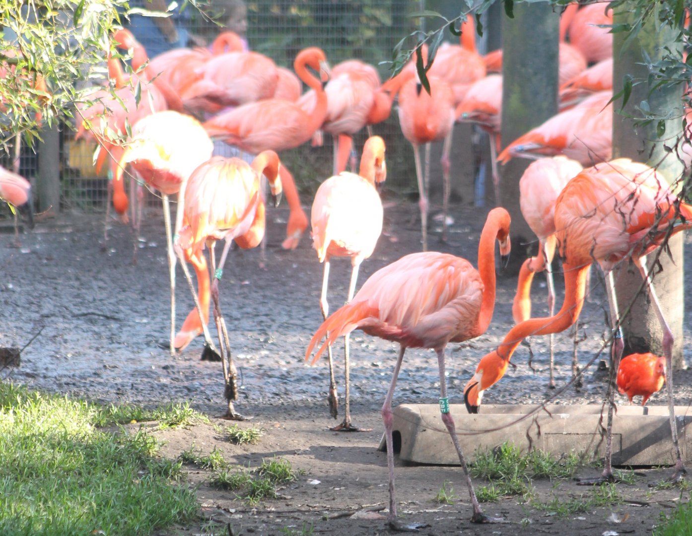Flamingos - and a scarlet ibis