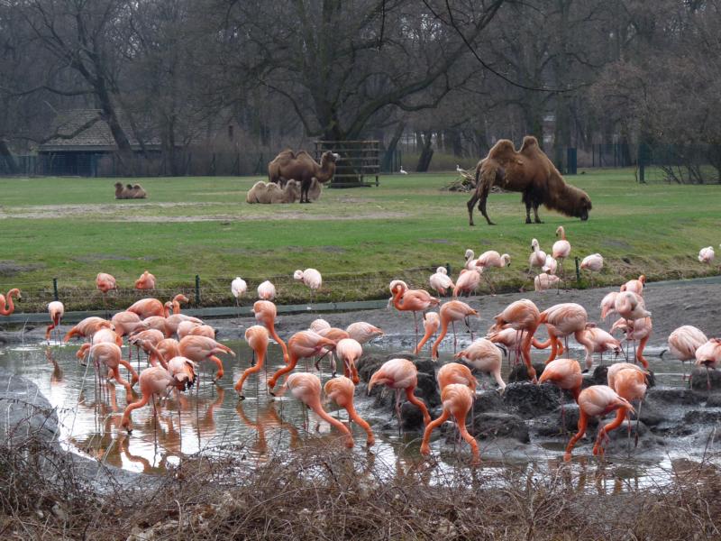 Flamingos and bactrian camles