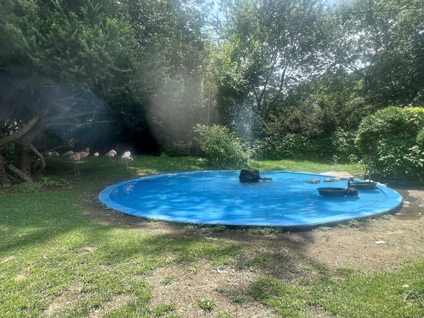 Flamingos and Black Swans