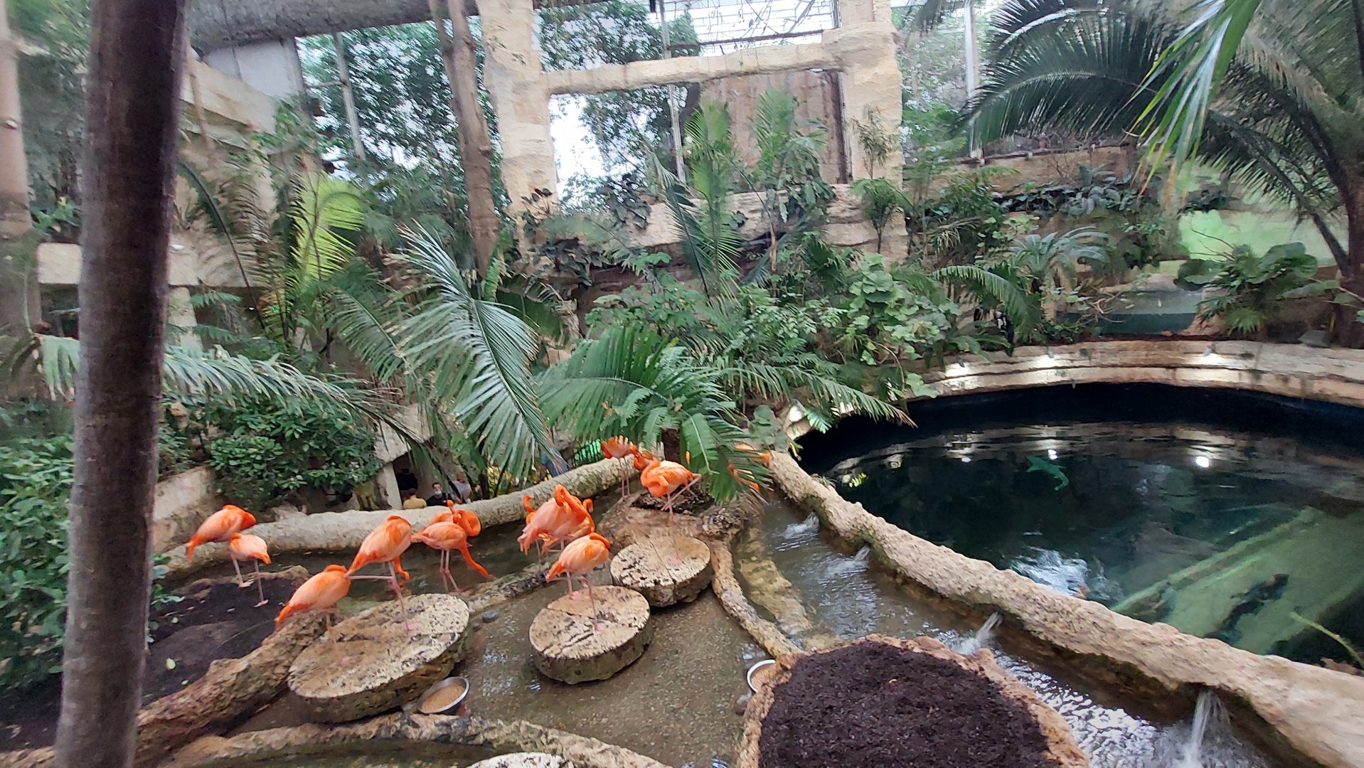 Flamingos and Cenote above water view