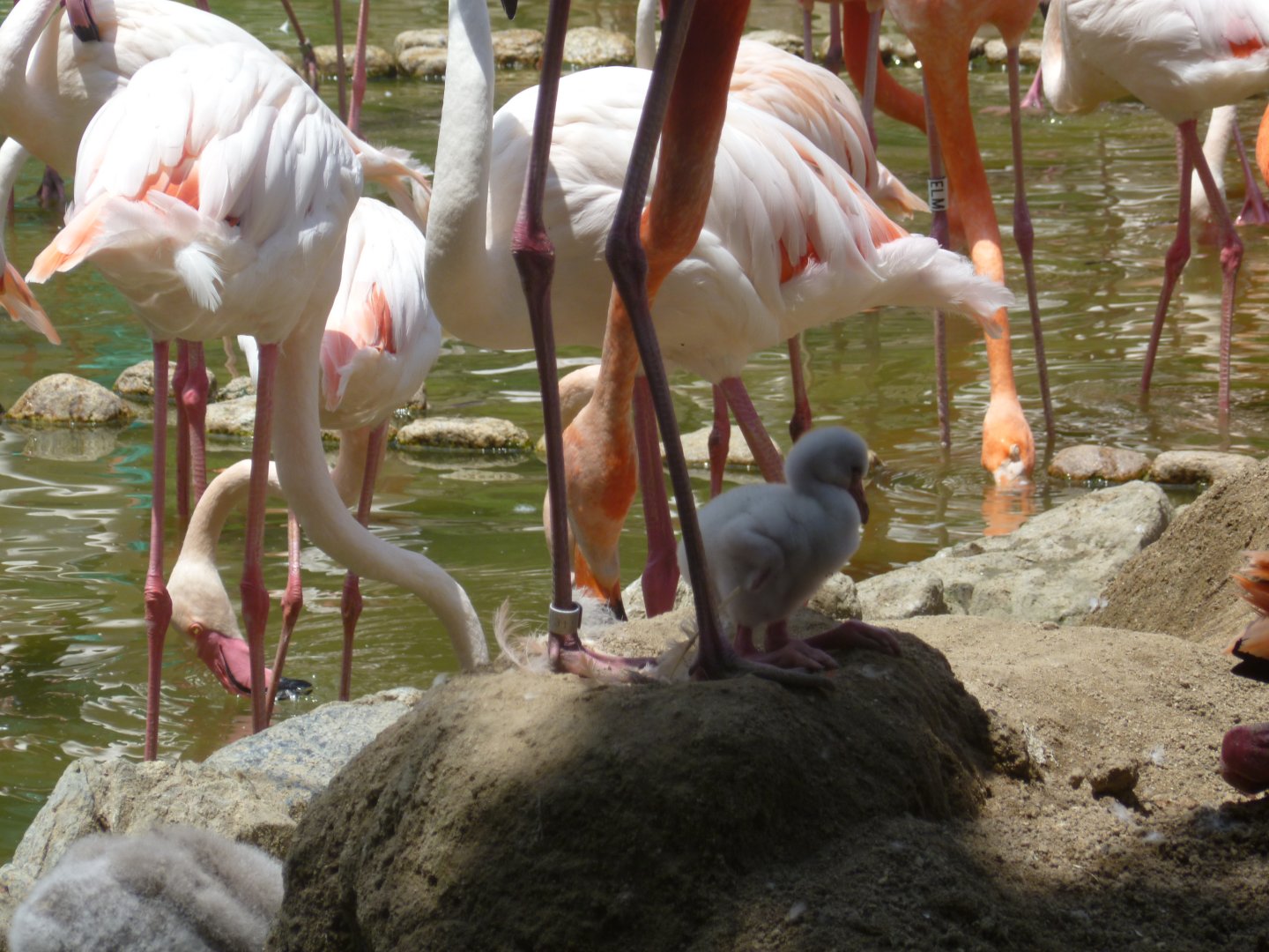 Flamingos and chick summer 2016