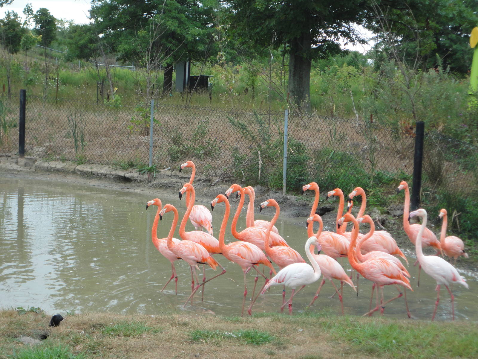 Flamingos and company...
