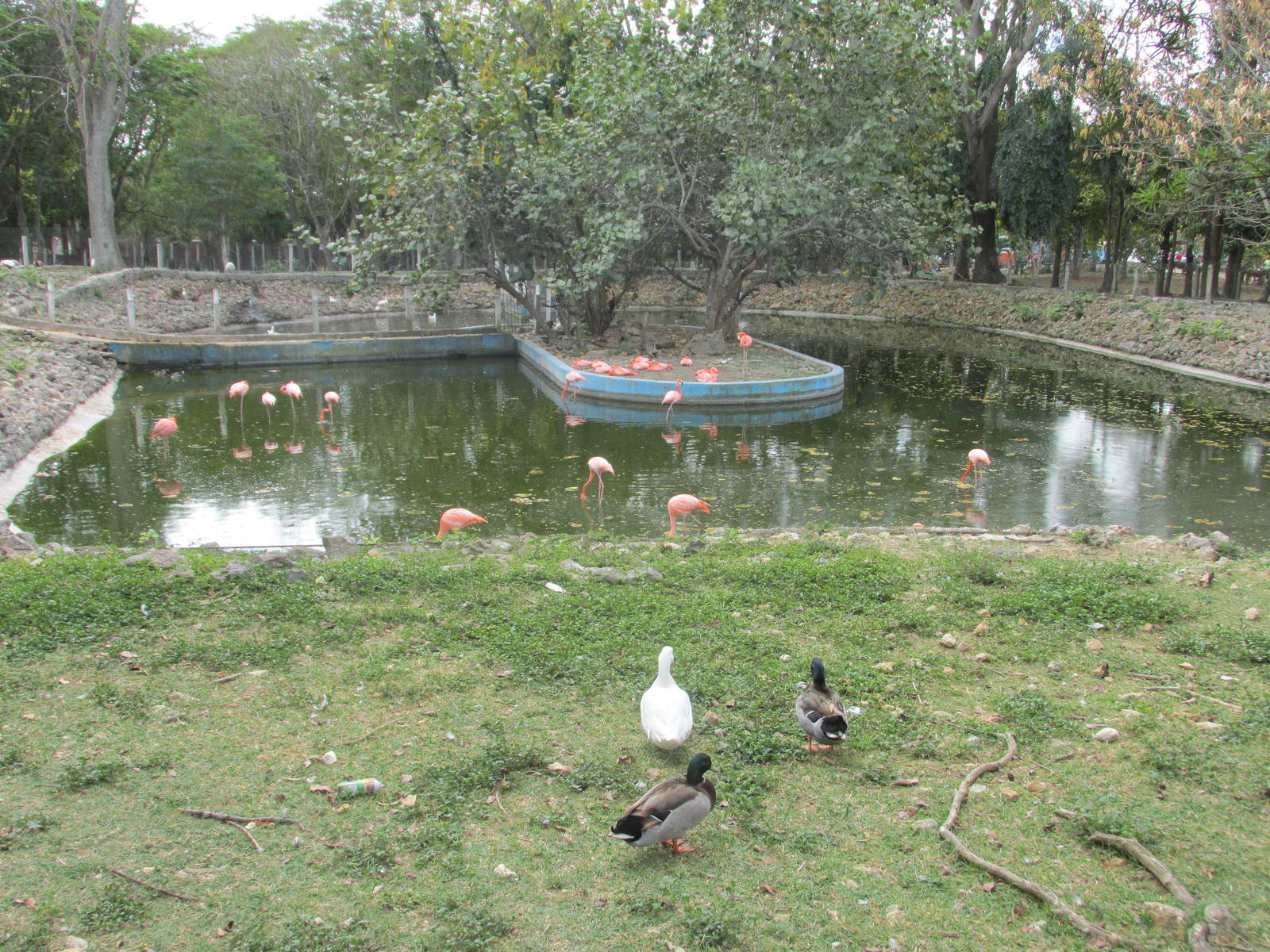 flamingos and ducks zoologico nacional