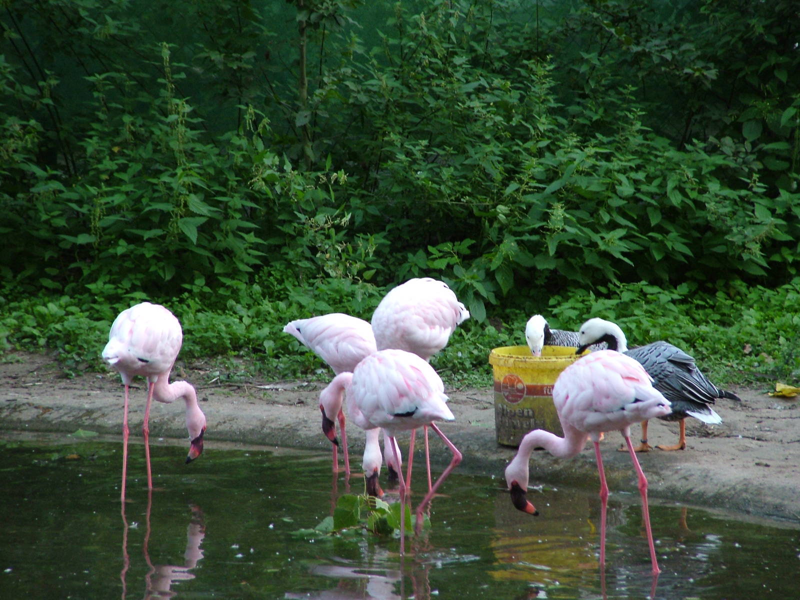 Flamingos and Geese at Viernheim Bird Park, 06/09/10