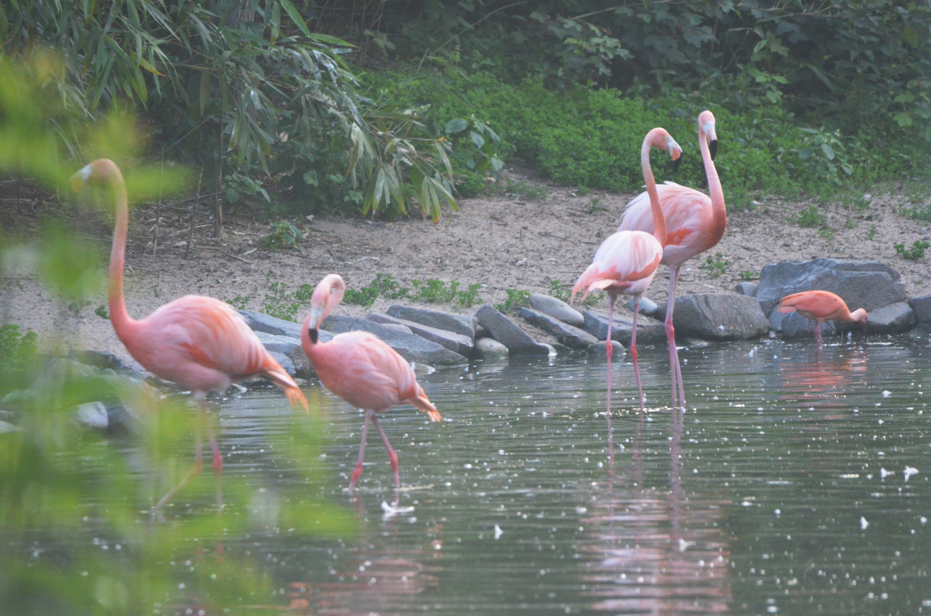 Flamingos and Ibis at Grugapark, 17/06/19