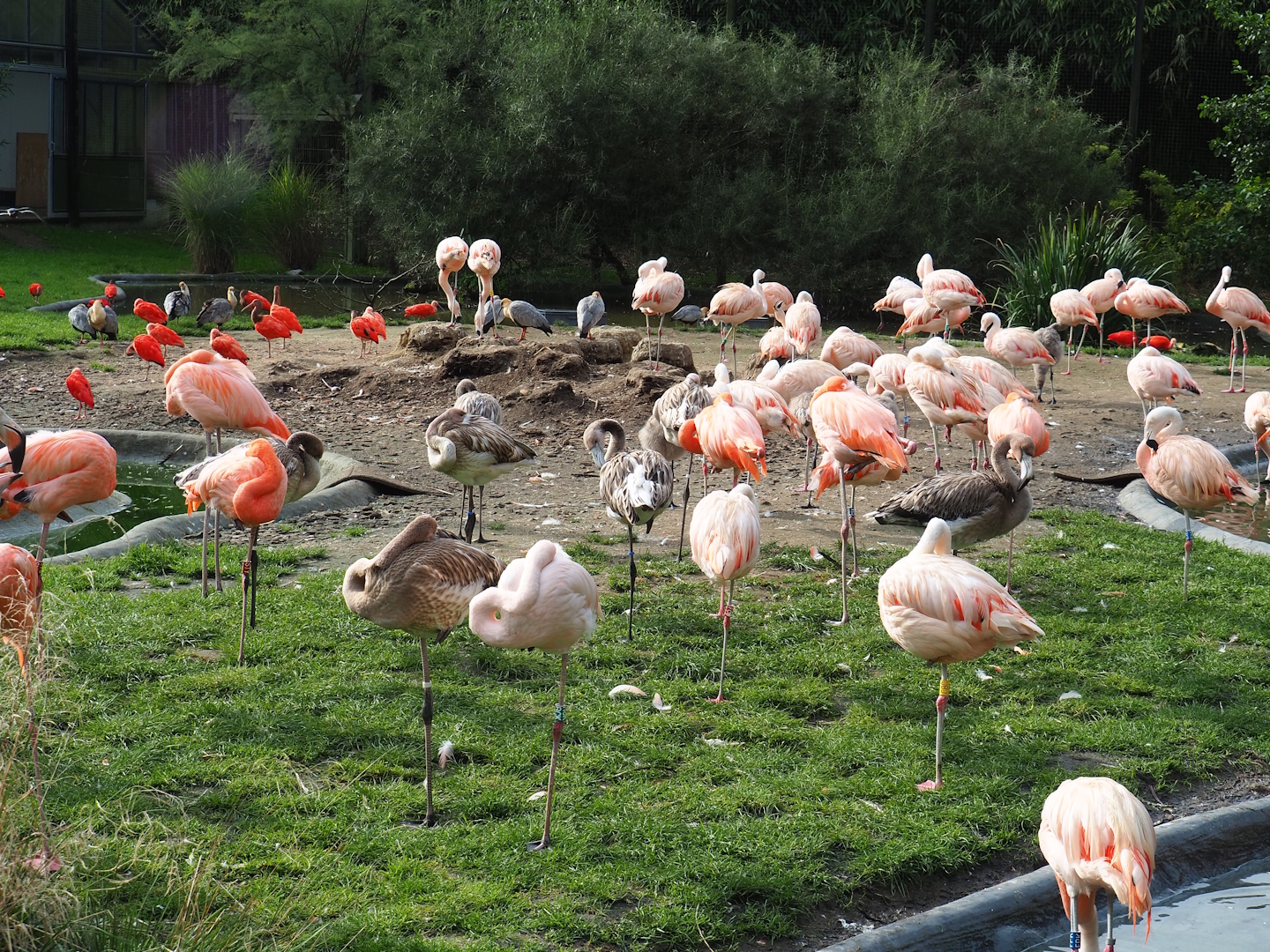 Flamingos and ibises, 2023-10-04