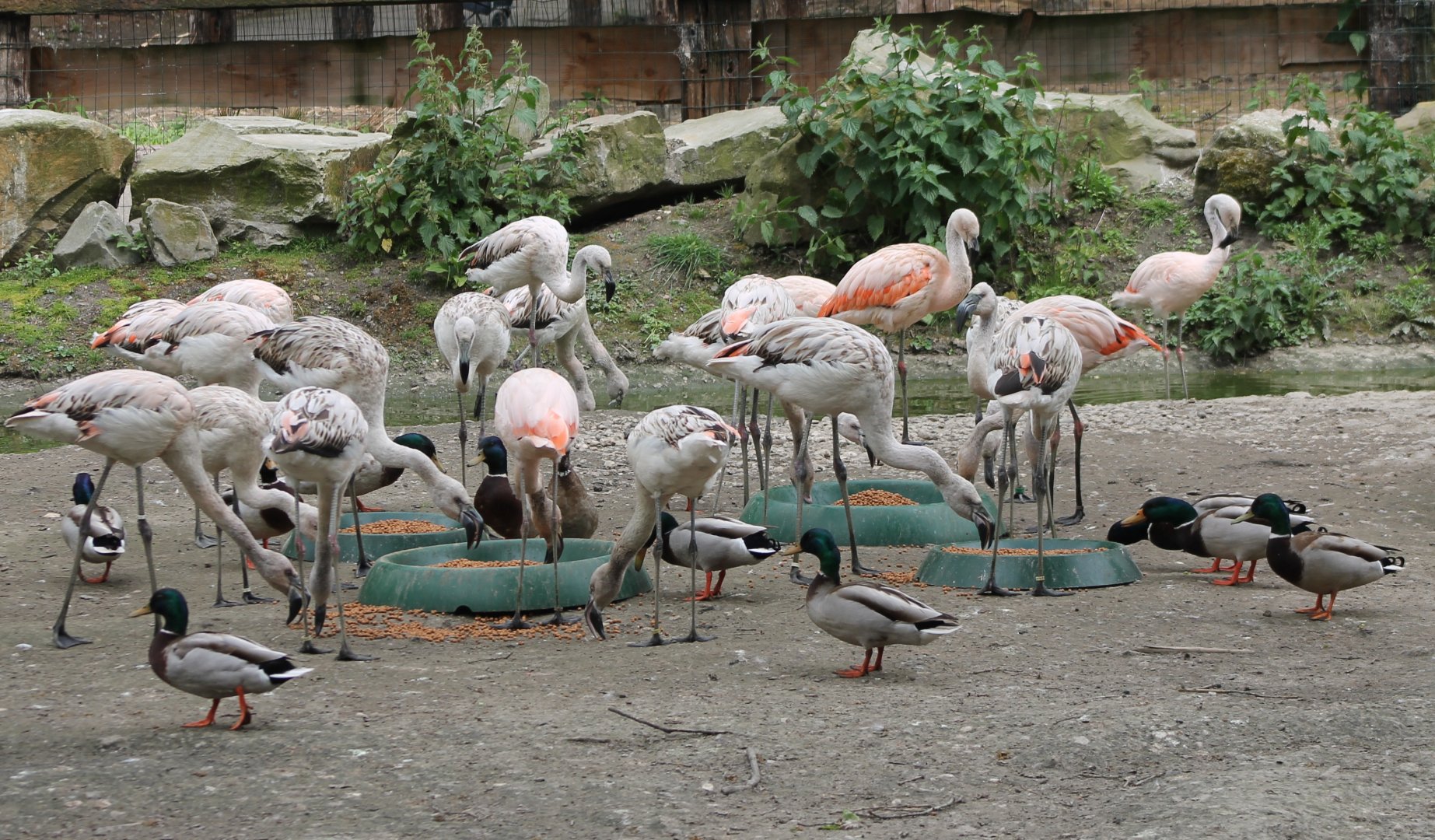 Flamingos and Mallards