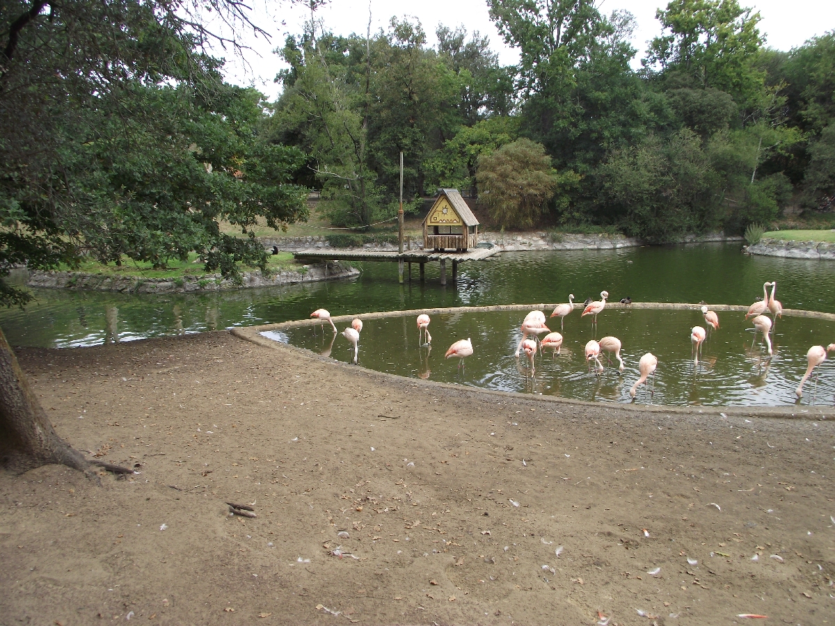 Flamingos and Primate Islands