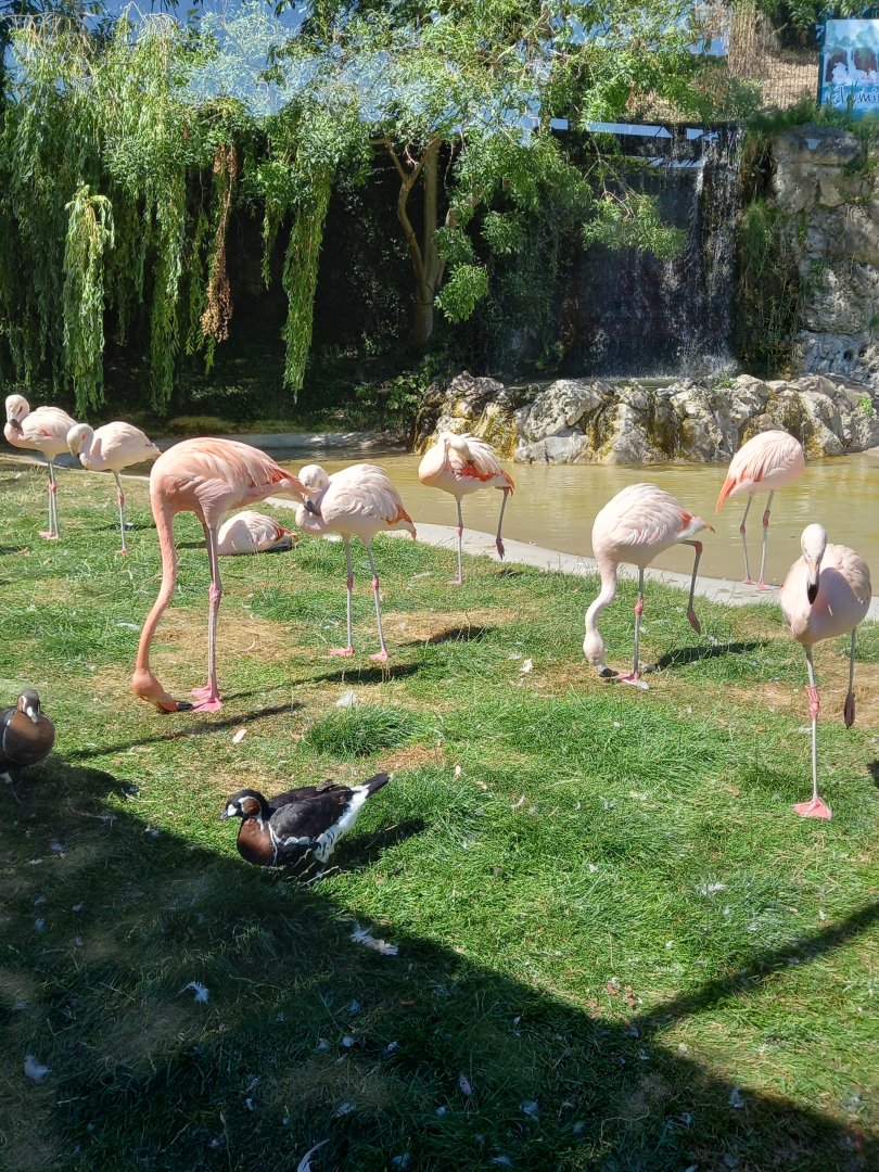 Flamingos and Red-breasted Geese