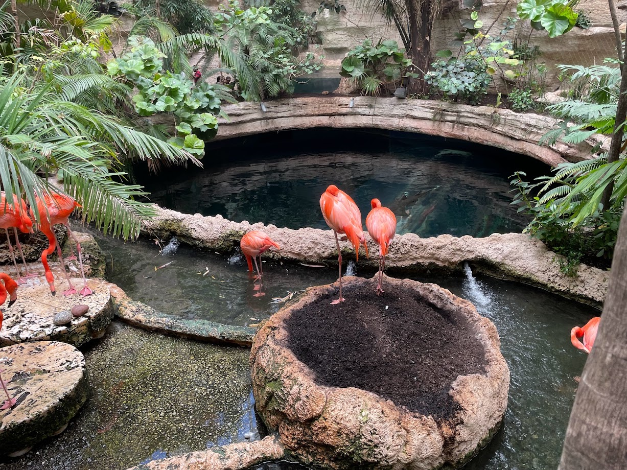 Flamingos and Sharks