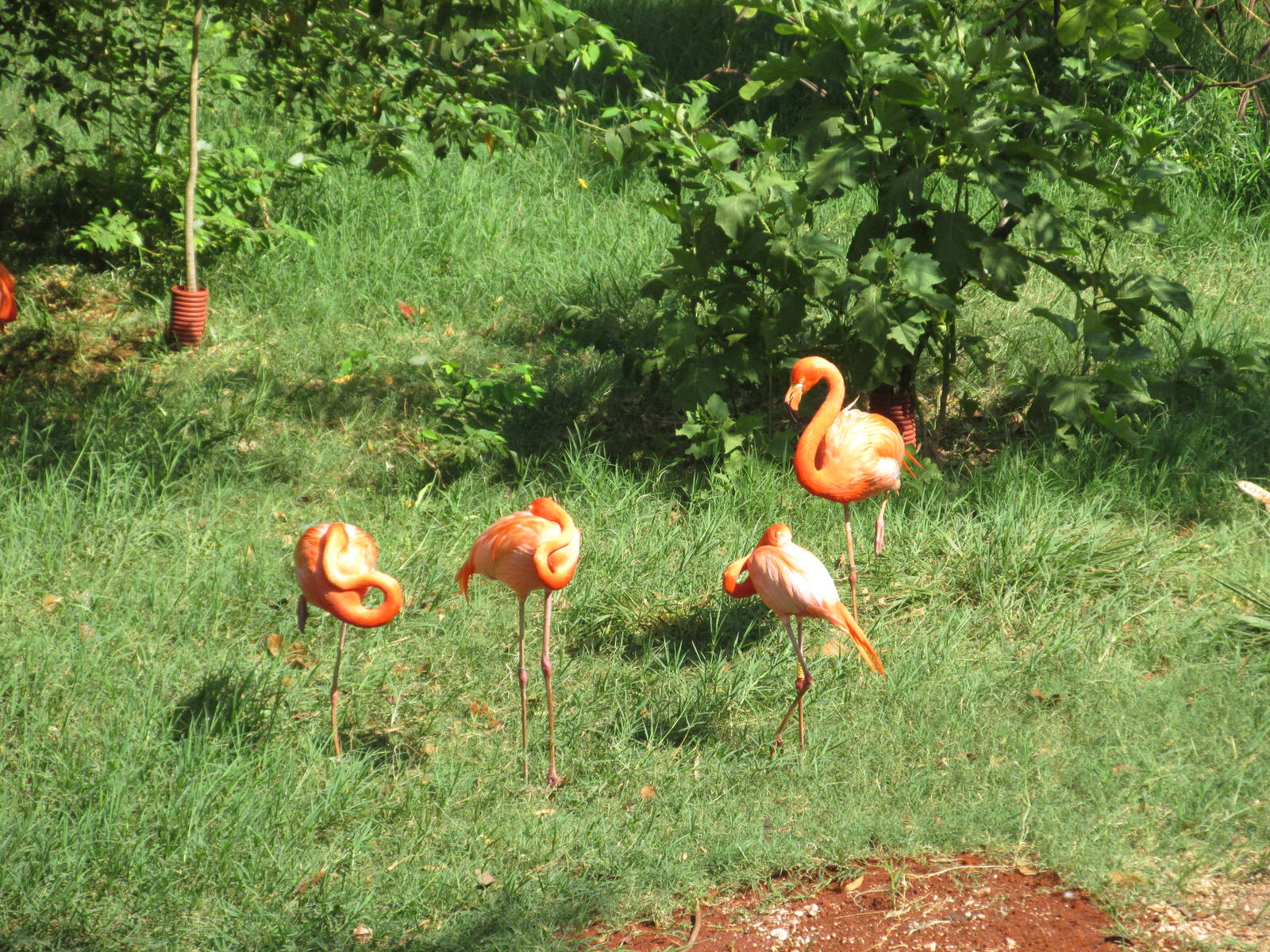 flamingos animaya