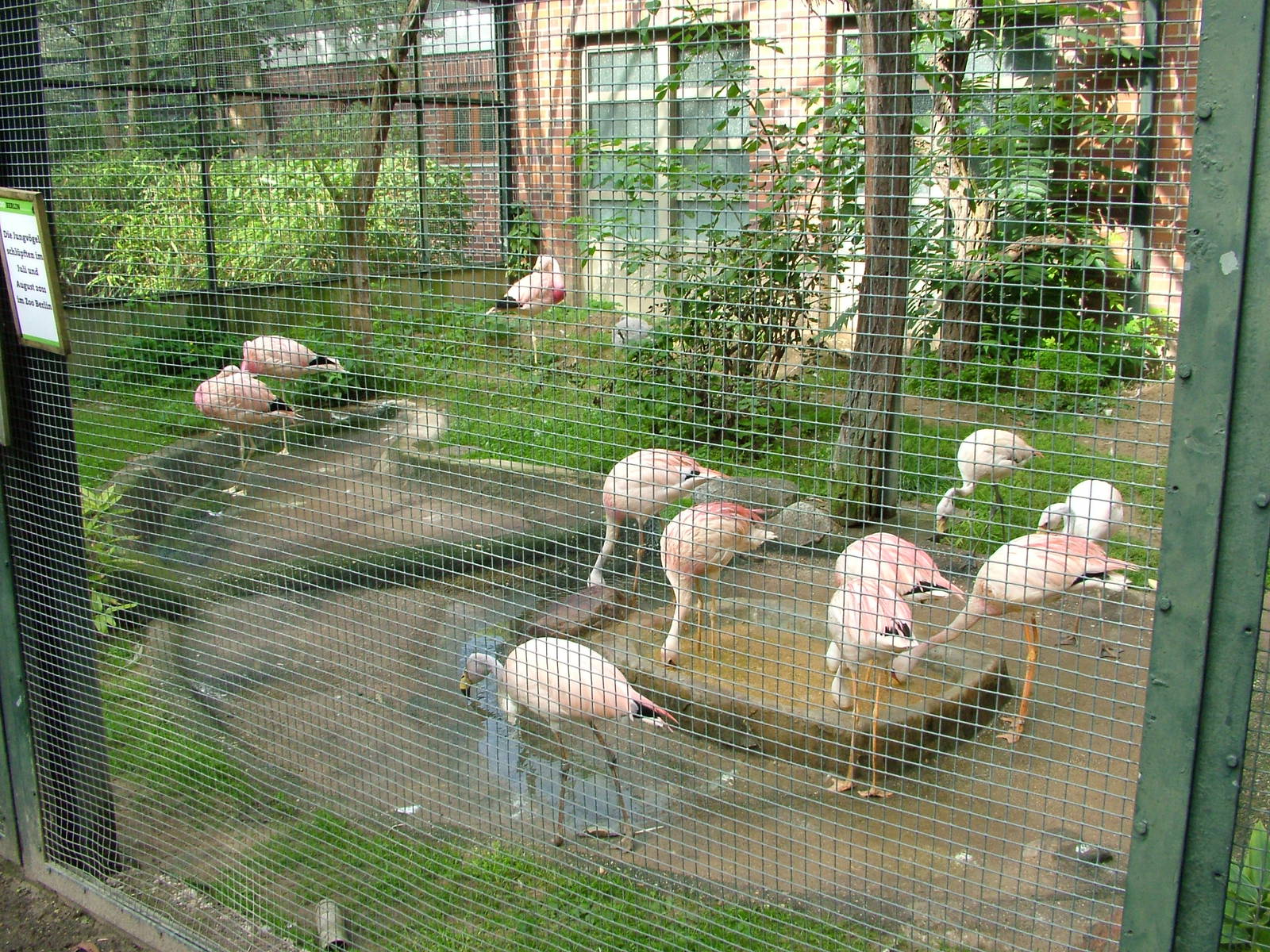 Flamingos at Berlin, 31/08/11