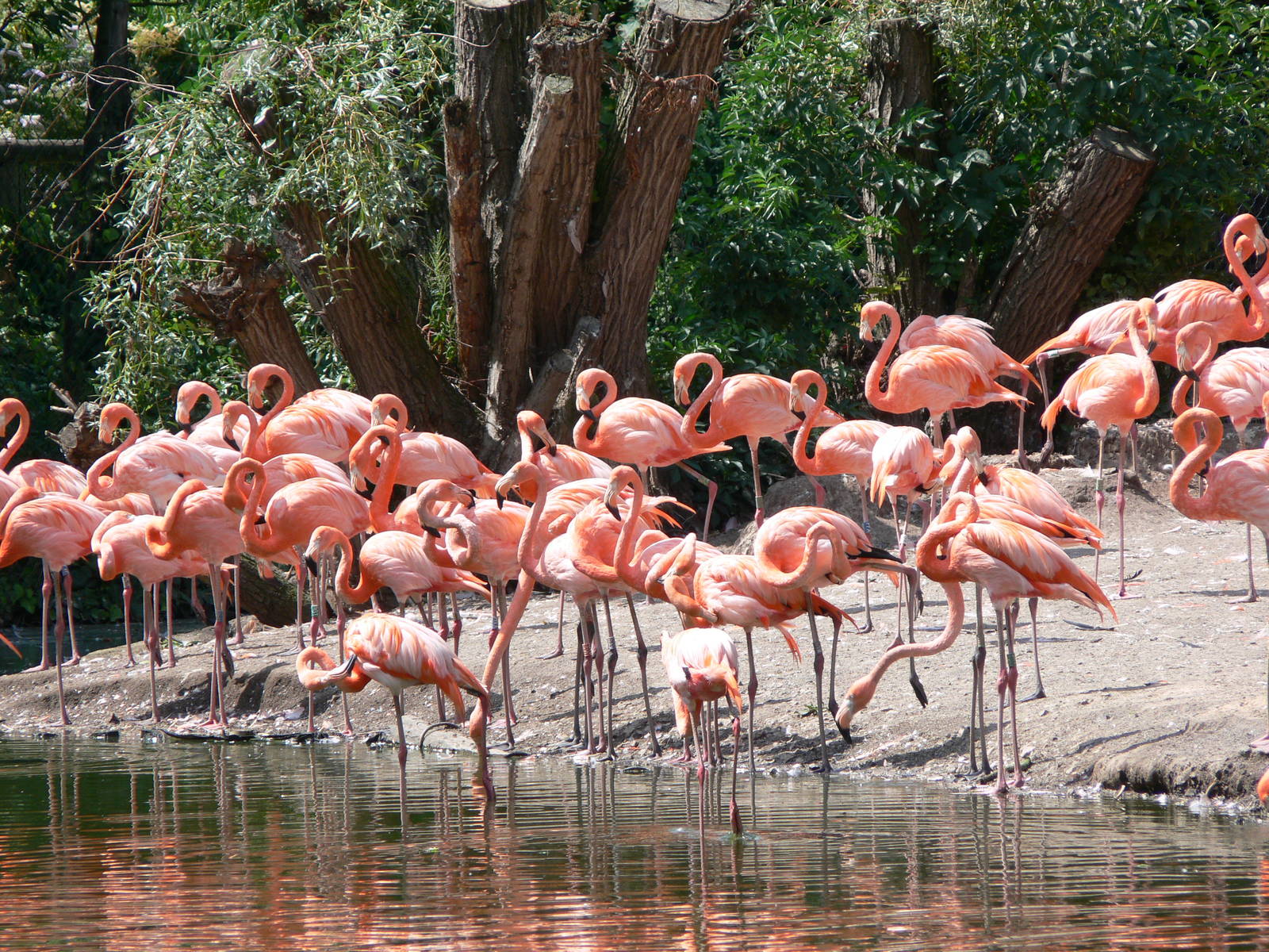 Flamingos at Chester, 23/07/14