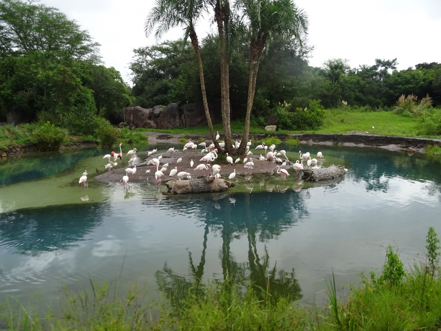 Flamingos at Disney's Animal Kingdom (2014)