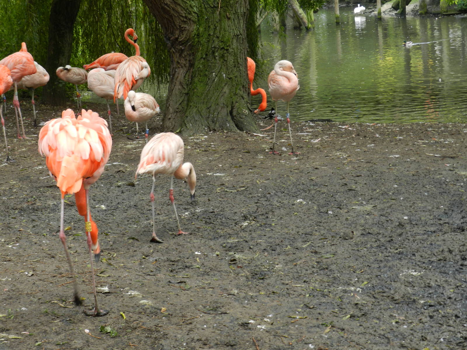 Flamingos at Flamingo Land - 14/10/2012