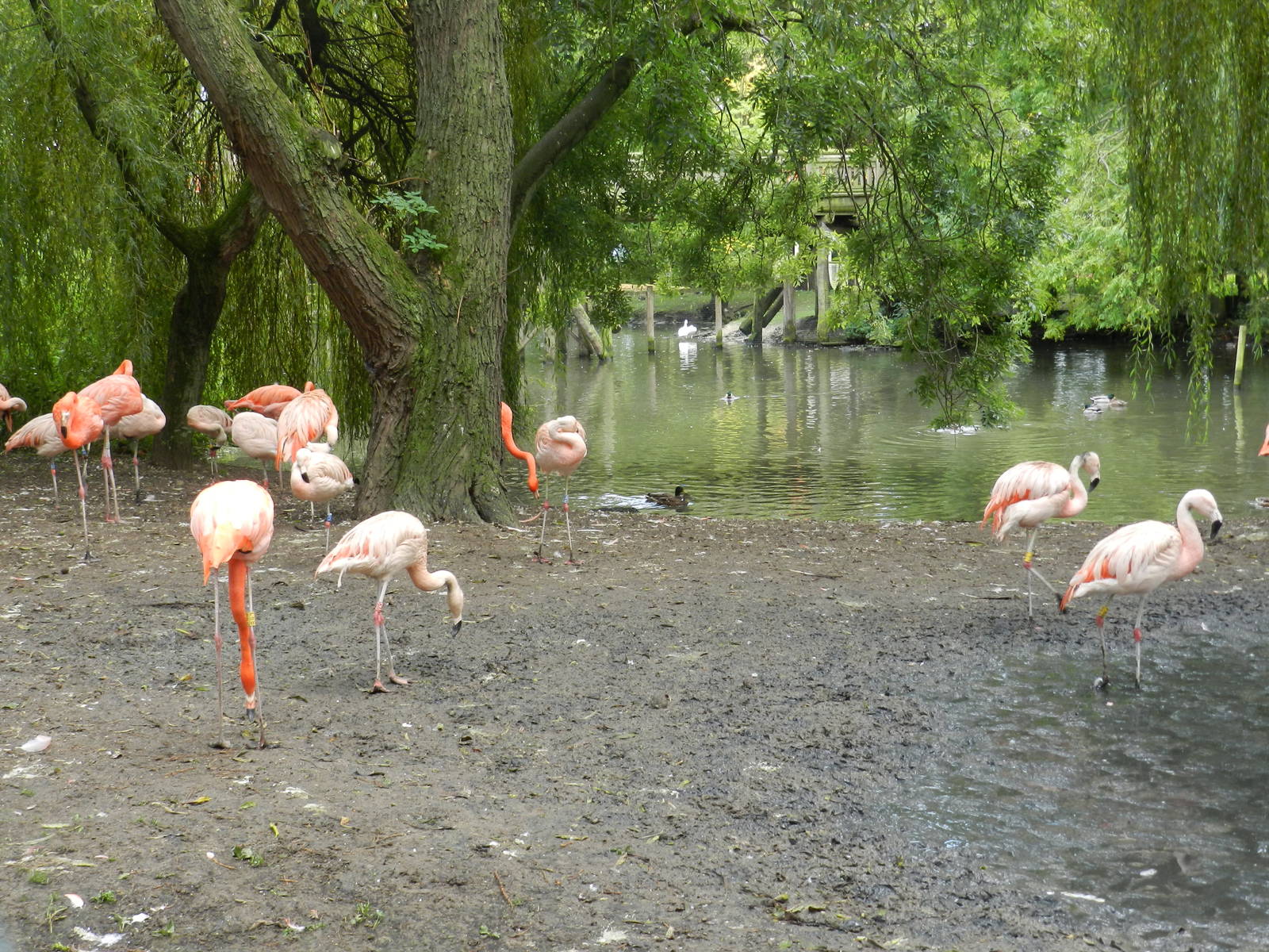 Flamingos at Flamingo Land - 14/10/2012