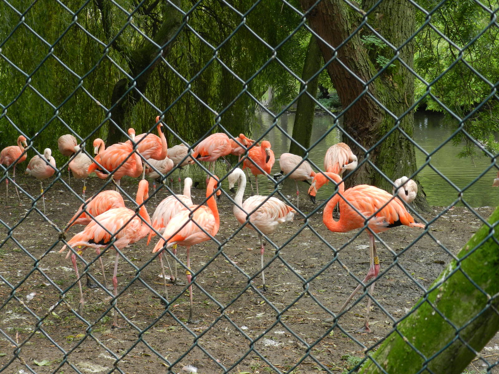 Flamingos at Flamingo Land - 14/10/2012