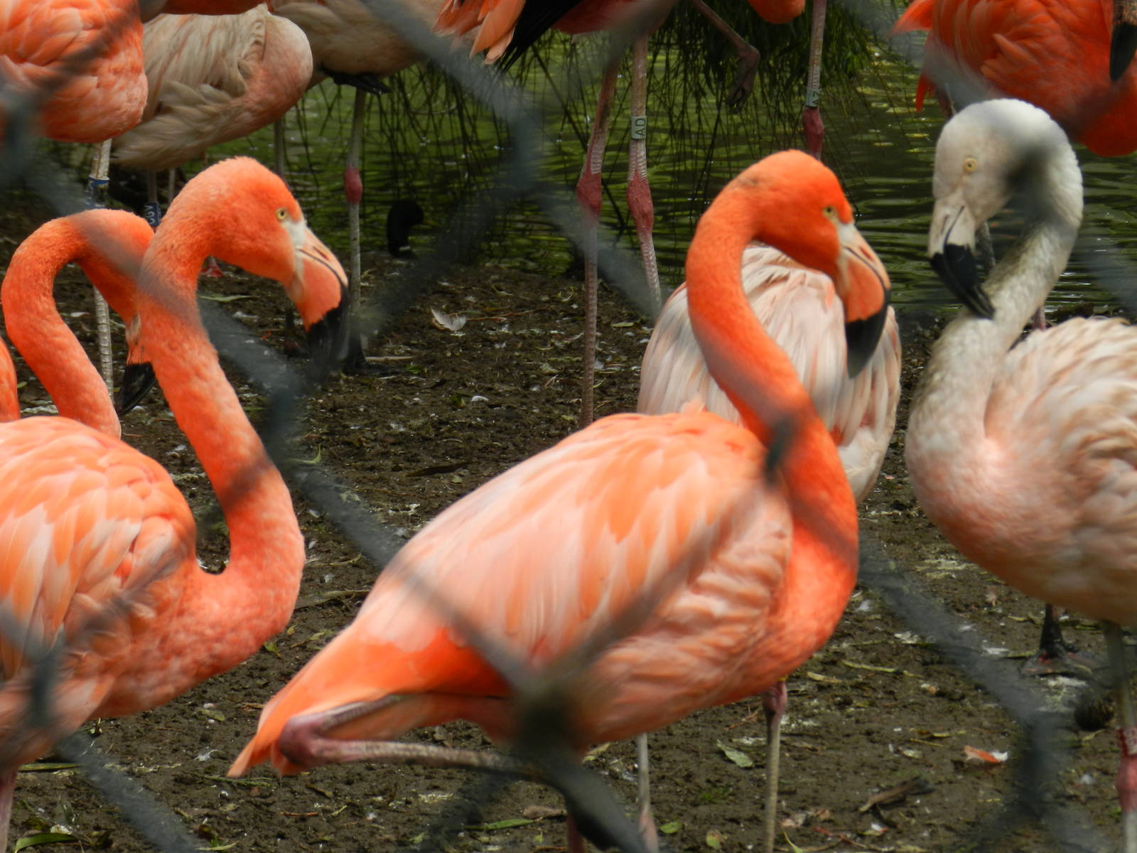 Flamingos at Flamingo Land - 14/10/2012