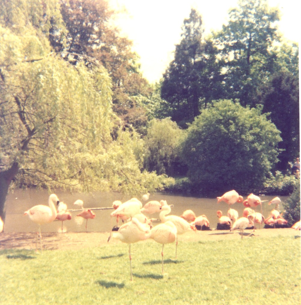 Flamingos at Flamingo Land - Mid 1970's