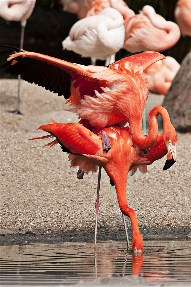 Flamingos at Hamburg