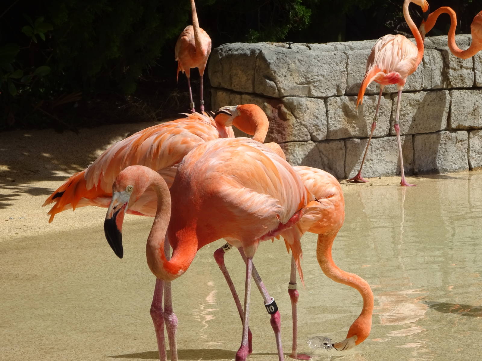 Flamingos at SeaWorld Orlando