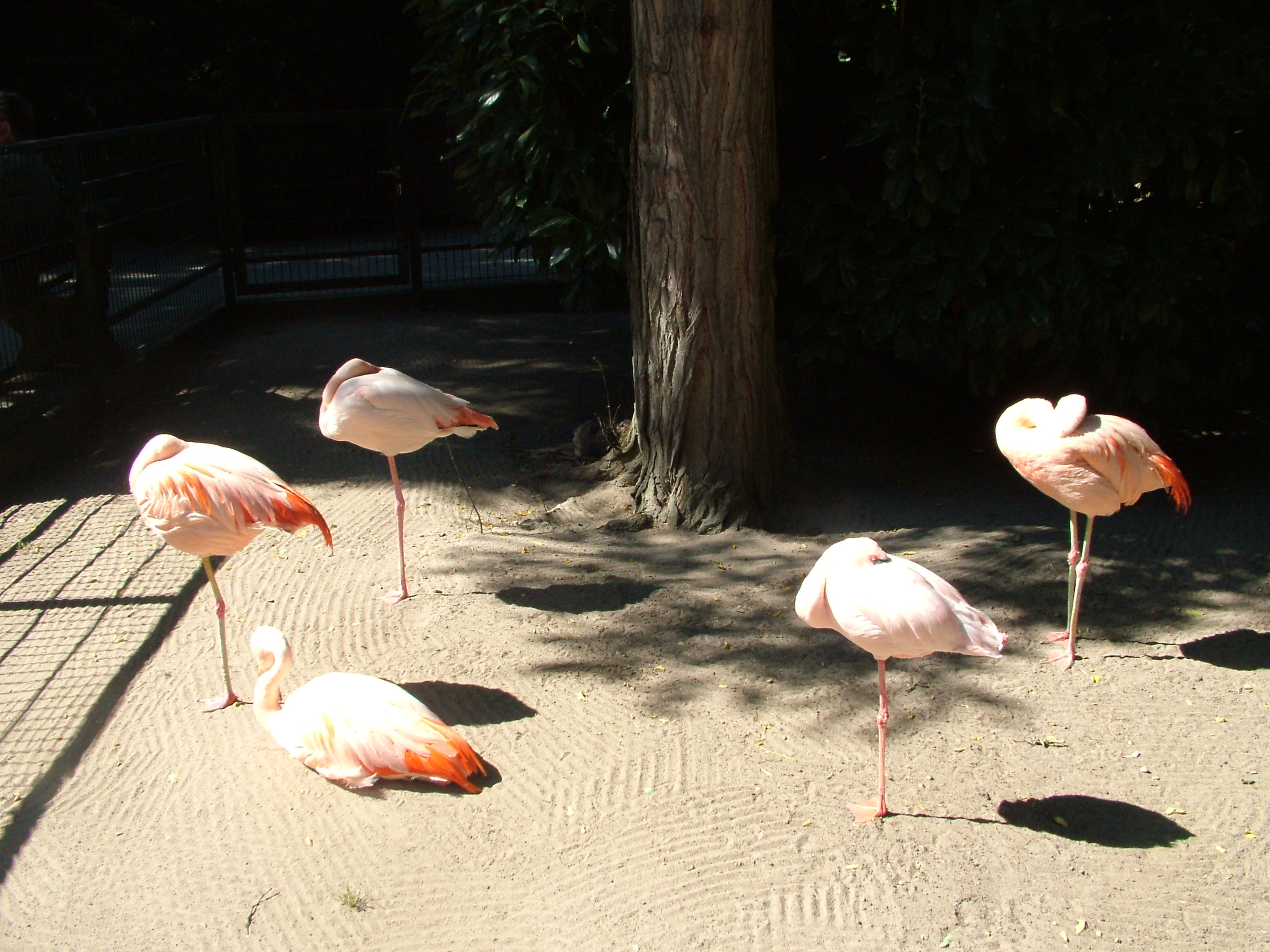 Flamingos at Vogelpark Birkenheide, 6th Sept 2010