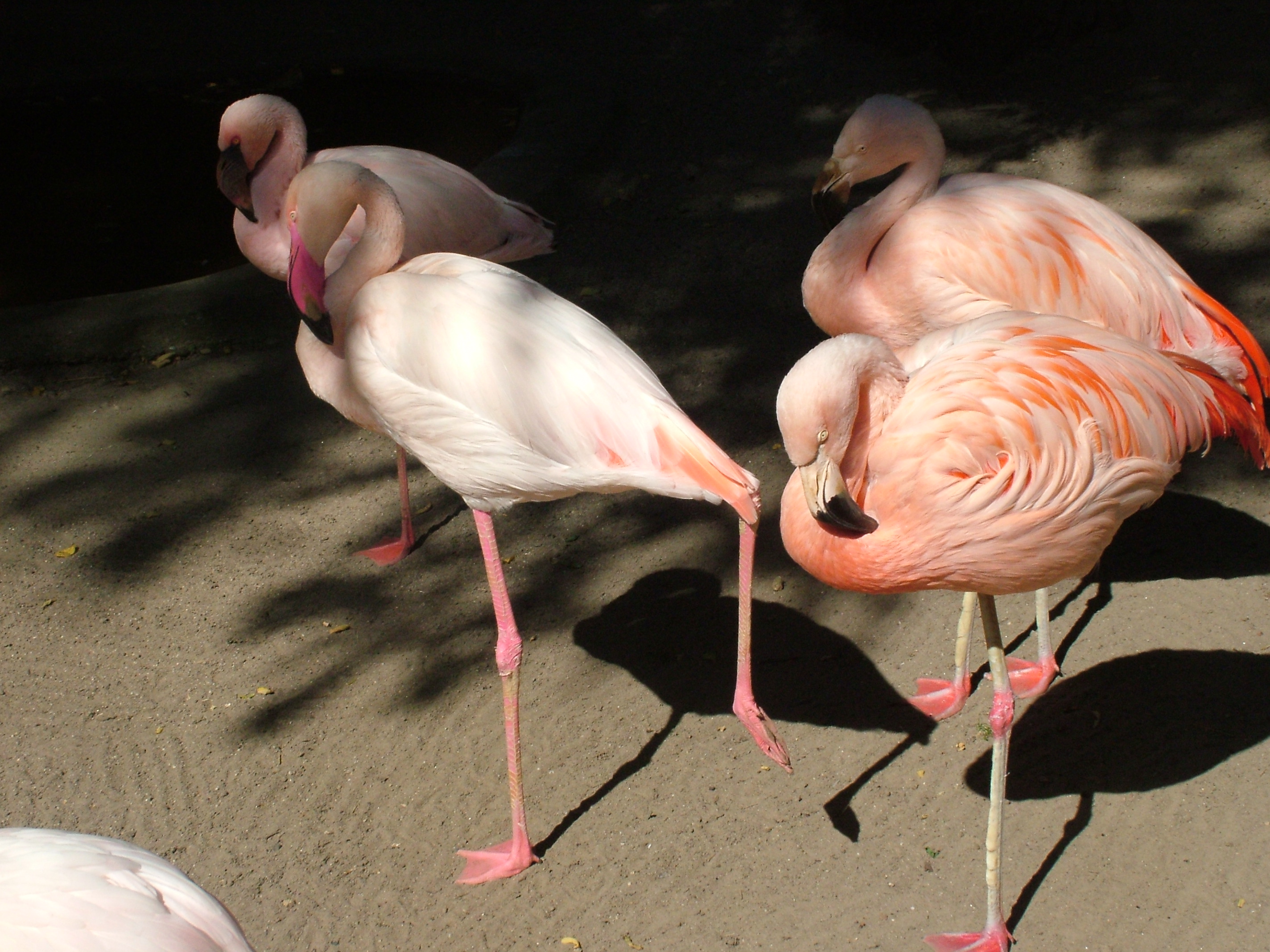 Flamingos at Vogelpark Birkenheide, 6th Sept 2010