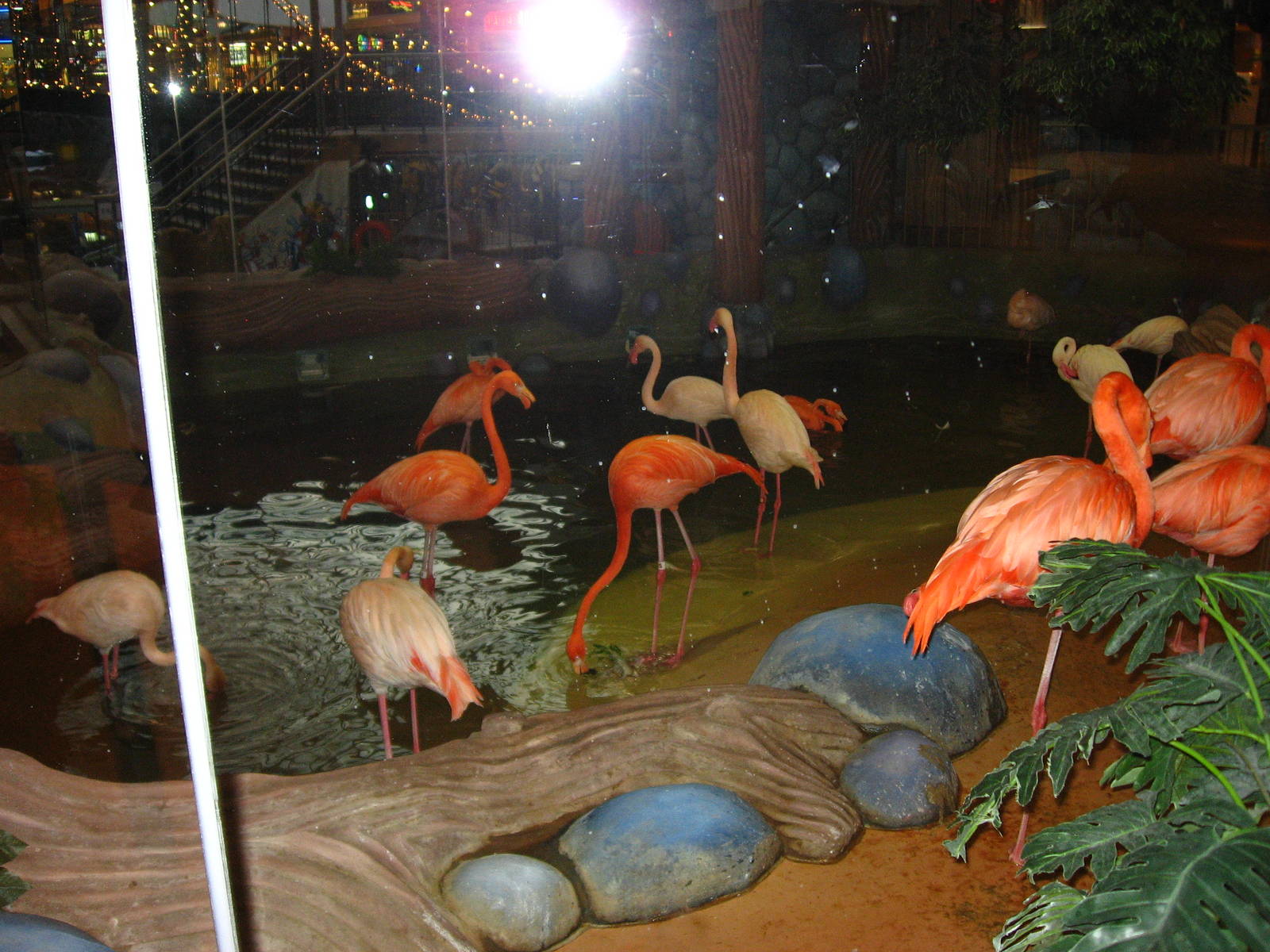 Flamingos at West Edmonton Mall